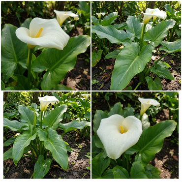White Araceae Decorative Planting  Seeds for your Better Gardening