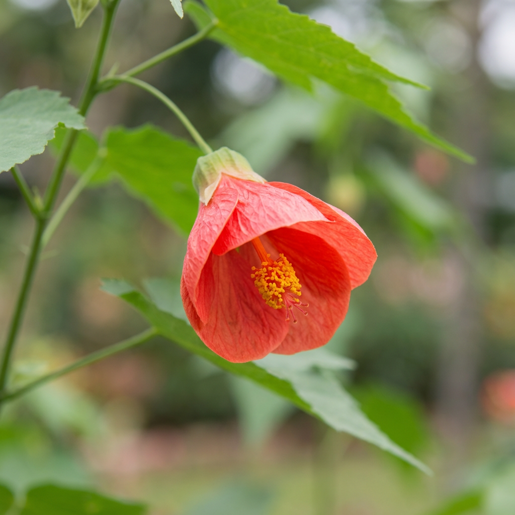 Abutilon Hybridum Flower Seeds - Complete Planting