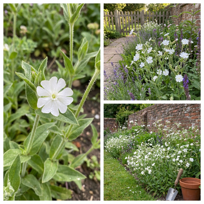 White Catchfly Flowering Seeds for Planting Essentials