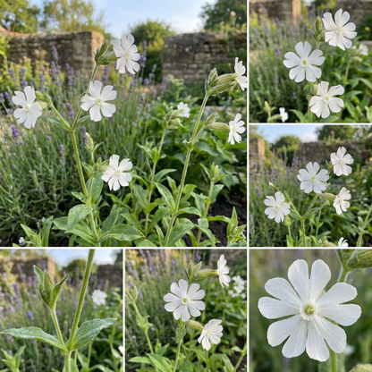 White Catchfly Flowering Seeds for Planting Essentials