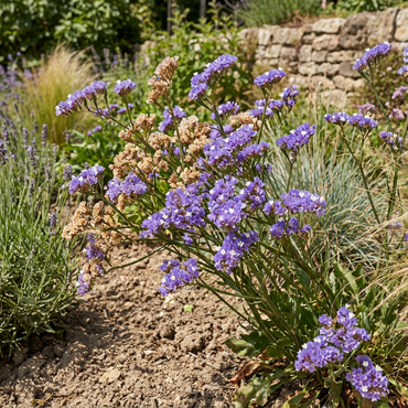 Statice Blue River Flower Seeds  Perfect for Long-Lasting Garden Color