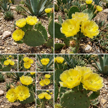 Yellow Opuntia Flowering Plant Seeds for Planting and Gardening