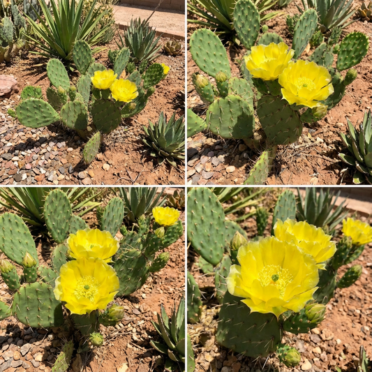 Yellow Opuntia Flowering Plant Seeds for Planting and Gardening
