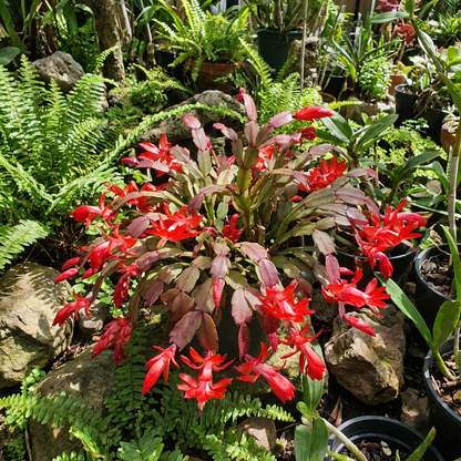 Zygocactus Truncatus Flower Seeds for Easy Planting