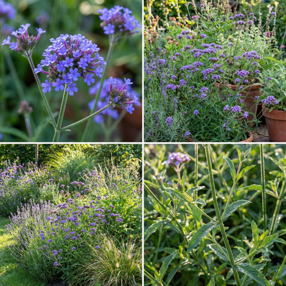 Blue Verbena Flowering Seeds for Perfect for Garden Planting