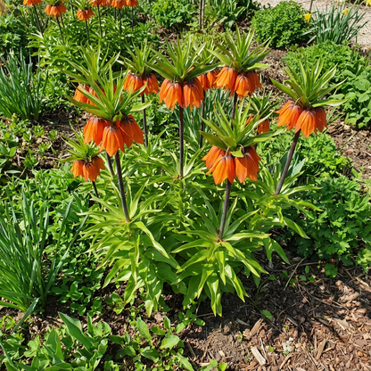 Fritillaria Imperialis Flower Seeds for Easy Planting