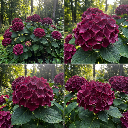 Burgundy Hydrangea Flowering Seeds for Planting and Gardening