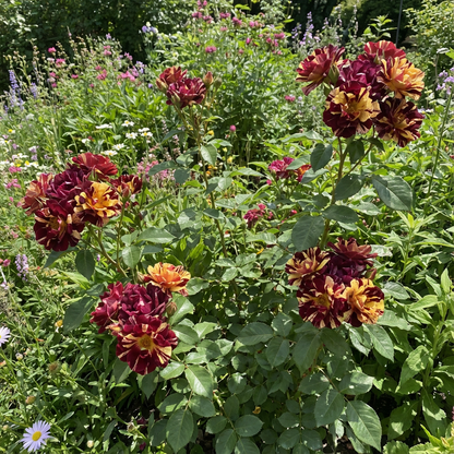 Red Yellow Abracadabra Flower Seeds Planting