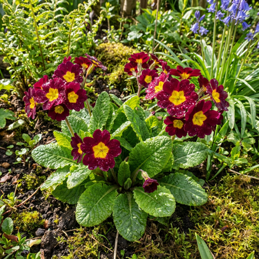 Maroon and Yellow Primrose Flower Seeds for Easy Planting