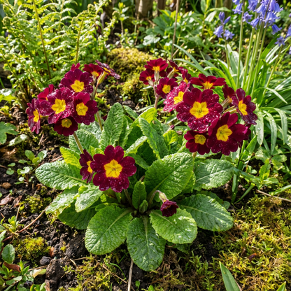 Maroon and Yellow Primrose Flower Seeds for Easy Planting
