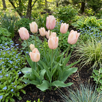 Pale Pink Tulip Flower Seeds for Royal collection in your Back yard Gardening