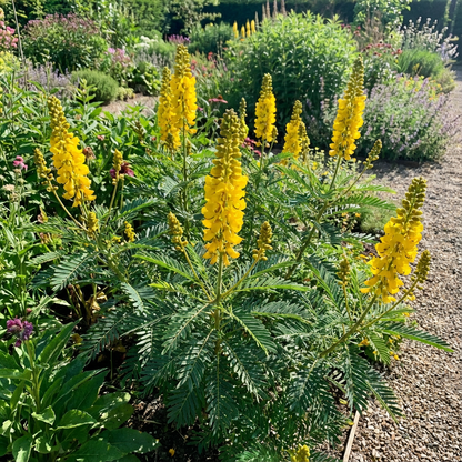 Yellow Didymobotrya Plant Seeds for Planting