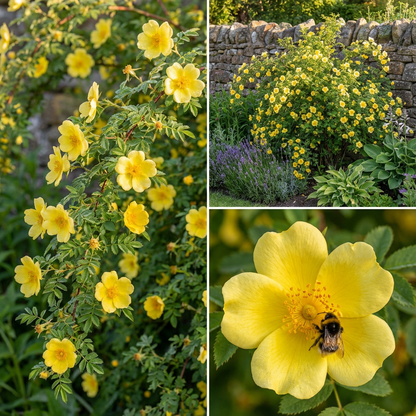 Yellow Manchu Rose Flower Seeds Planting