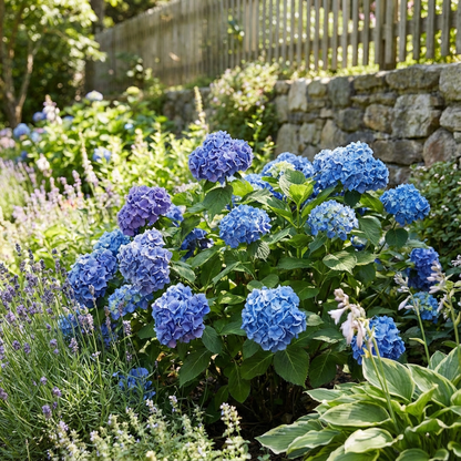 Blue Hydrangea Seeds - Essential Planting Guide