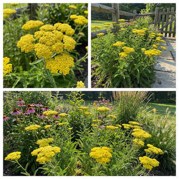 Yellow Achillea  Flowering Plant Seeds and decorative shrub