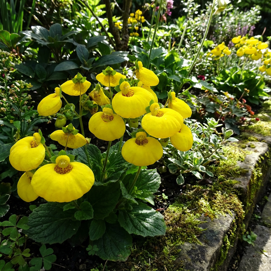 Yellow Calceolaria Crenatiflora Plant Seeds Planting