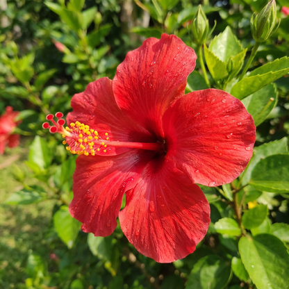 Hibiscus Flower Seeds for Planting & Growth