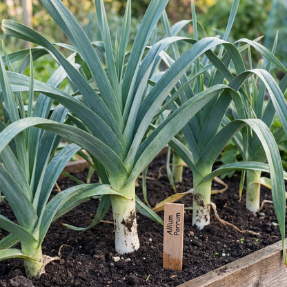 Leek Allium Porrum Vegetable Seeds
