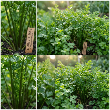 Chinese Celery Apium graveolens Seeds for Planting in Herb Garden and Vegetable Patch