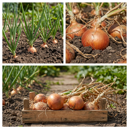 Brown Onions Allium cepa Seeds for Planting in Vegetable Patch and Home Garden