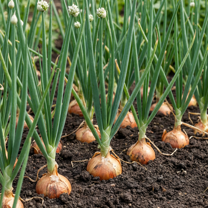 Brown Onions Allium cepa Seeds for Planting in Vegetable Patch and Home Garden