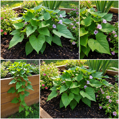 Sweet Potato Ipomoea batatas Seeds for Planting in Vegetable Patch and Backyard Farm