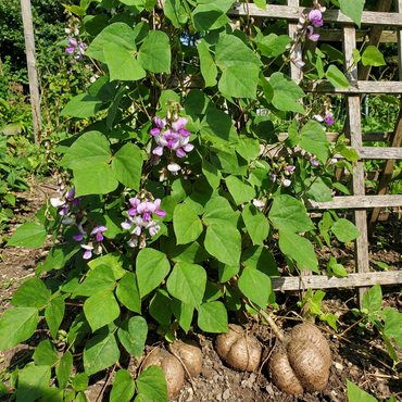 Yam Beans Pachyrhizus erosus Seeds for Planting in Vegetable Patch and Urban Garden