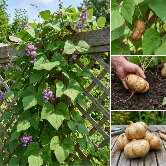 Yam Beans Pachyrhizus erosus Seeds for Planting in Vegetable Patch and Urban Garden