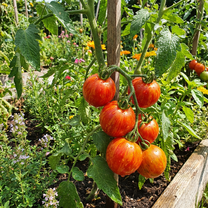 Tigerella Tomato Solanum lycopersicum Seeds for Planting in Vegetable Patch and Home Garden
