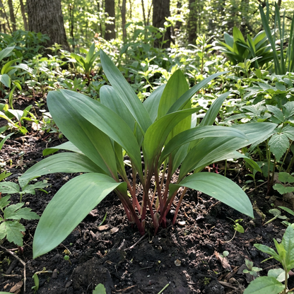 Wild Leek Allium tricoccum Seeds for Planting in Woodland Garden and Herb Patch