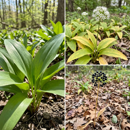 Wild Leek Allium tricoccum Seeds for Planting in Woodland Garden and Herb Patch