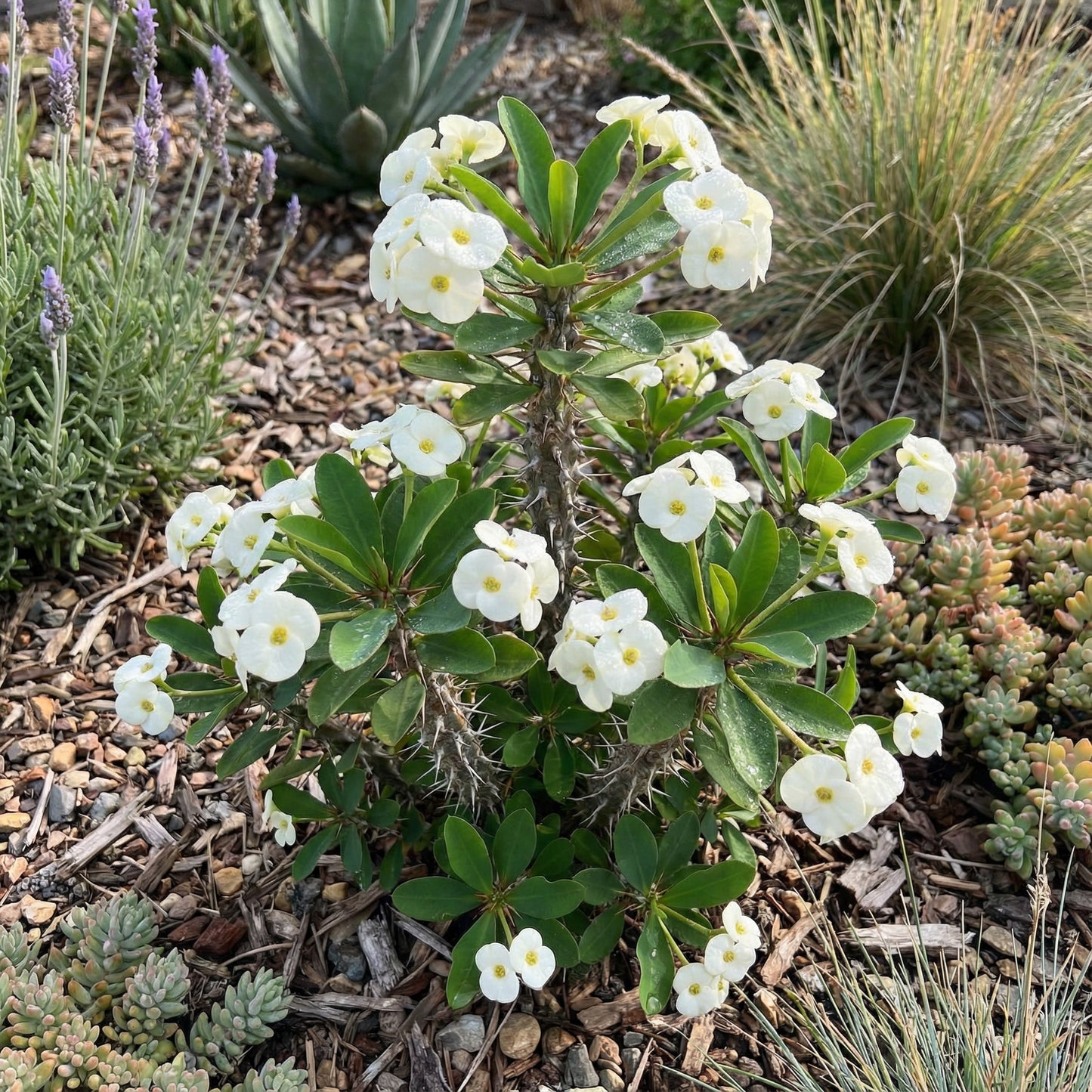 White Euphorbia Milii Seeds for Planting - Elegant Flower Seeds for a Stunning Garden