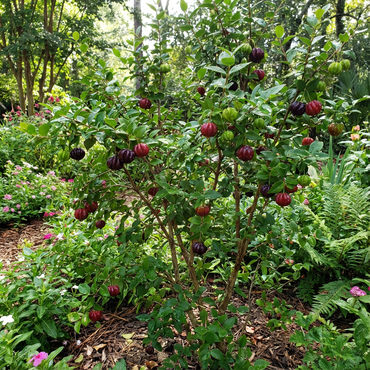 Suriname Cherry Eugenia uniflora Seeds for Planting in Patio Garden and Home Orchard