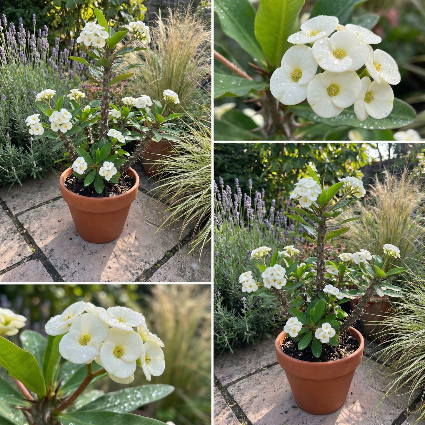 White Euphorbia Milii Seeds for Planting - Elegant Flower Seeds for a Stunning Garden