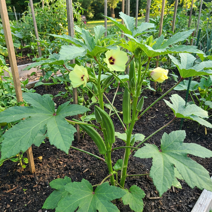 Okra Abelmoschus esculentus Seeds for Planting in Urban Garden and Backyard Farm