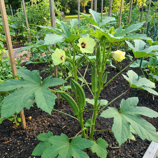 Okra Abelmoschus esculentus Seeds for Planting in Urban Garden and Backyard Farm