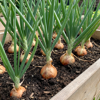 Onion Allium cepa Seeds for Planting in Vegetable Patch and Home Garden