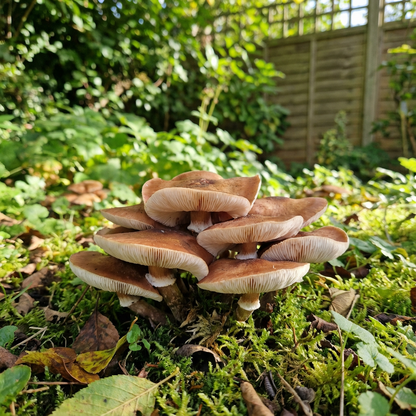 Mushroom Seeds for Planting Agaricus Bisporus kitchen garden edible bed