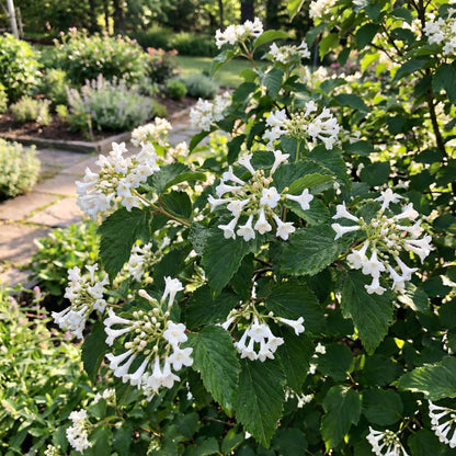 White Arrowwood Flower Seeds for Planting - Easy Growing Garden Seeds