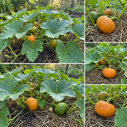 Pumpkin Seeds for Planting Cucurbita Pepo Mooregold organic vegetable patch farm plot