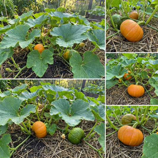 Pumpkin Seeds for Planting Cucurbita Pepo Mooregold organic vegetable patch farm plot