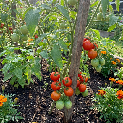 Tomato Seeds for Planting Solanum Lycopersicum mixed types vegetable patch patio planter