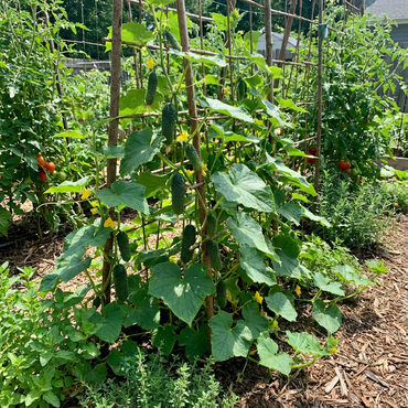 Mini Cucumber Seeds for Planting Cucumis Sativus container garden vegetable patch