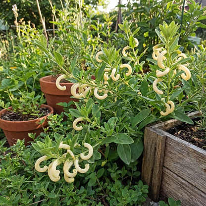 Macaroni Seeds for Planting Brassica Oleracea vegetable patch school garden