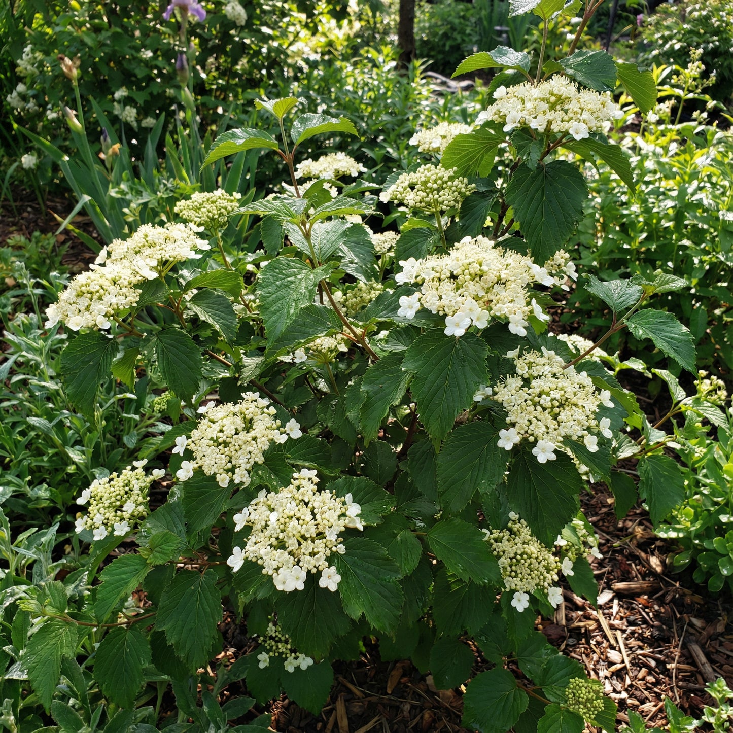 White Arrowwood Flower Seeds for Planting - Easy Growing Garden Seeds