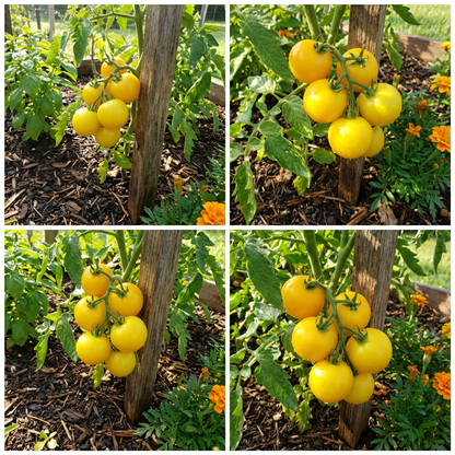 Lemon Boy Tomato Seeds for Planting Solanum Lycopersicum vegetable patch urban garden
