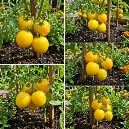 Lemon Boy Tomato Seeds for Planting Solanum Lycopersicum vegetable patch urban garden