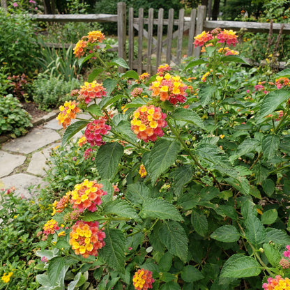 Mixed Lantana Camara Flower seeds for Planting - Garden Favorite, Heirloom & GMO Free Seeds for Home Garden