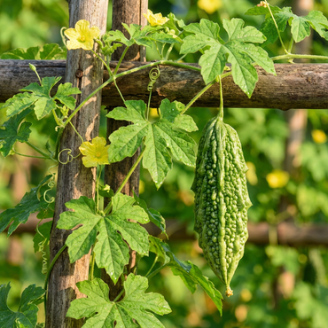 Chinese Bitter Gourd Seeds for Planting Momordica Charantia vegetable garden tropical patch