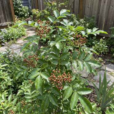 Chinese Ash Pepper Seeds for Planting Zanthoxylum Bungeanum herbal garden edible landscape